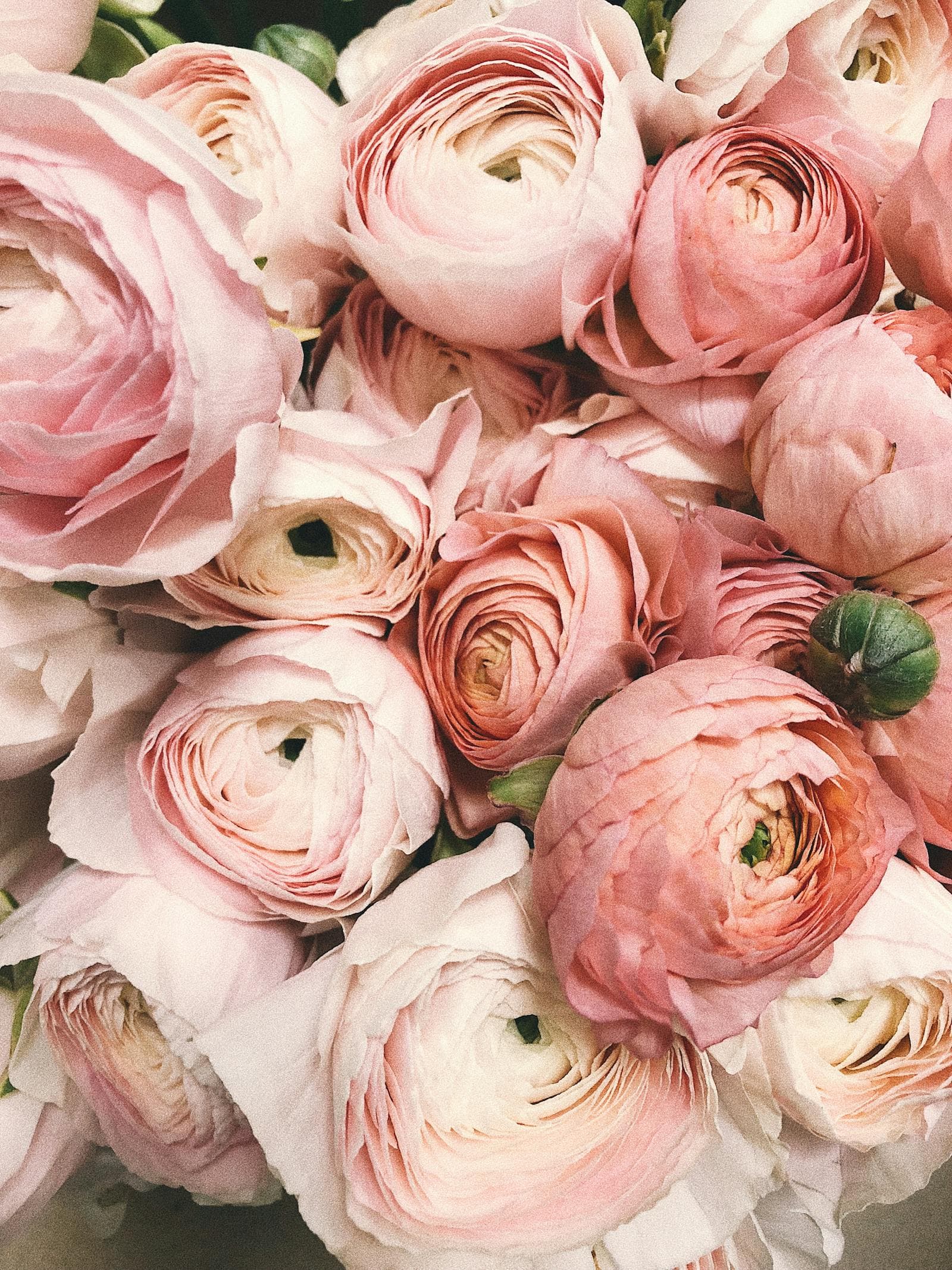 Pink ranunculus floral arrangement